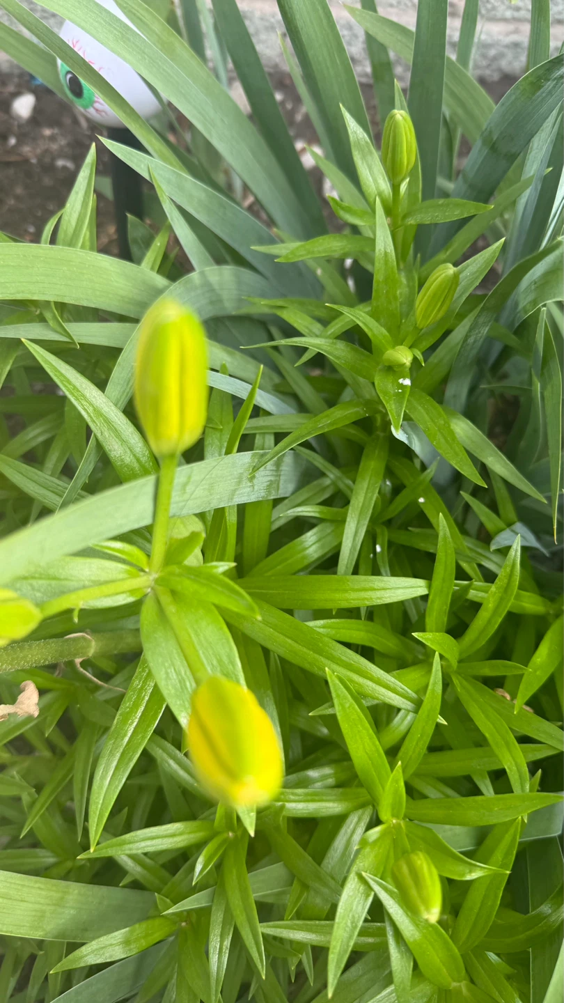 Yellow Lily Plant take all $20 check more pictures - photo 4