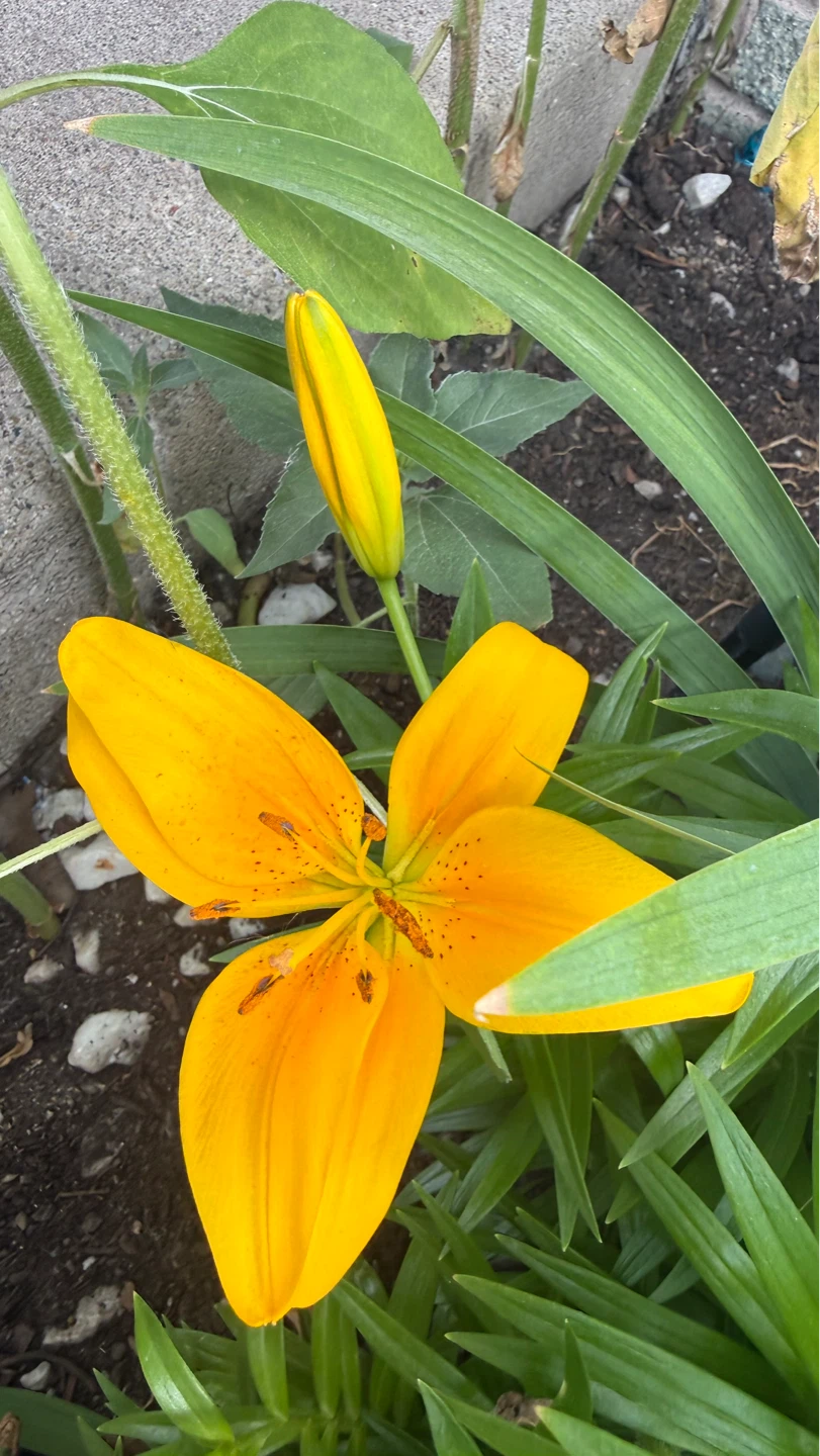 Yellow Lily Plant take all $20 check more pictures
