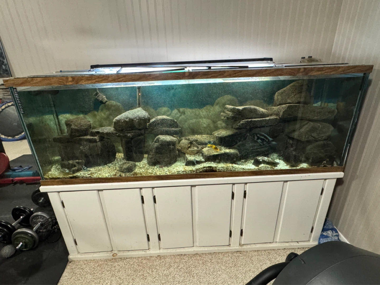 Large Fish Tank with Stand.  135 gallon