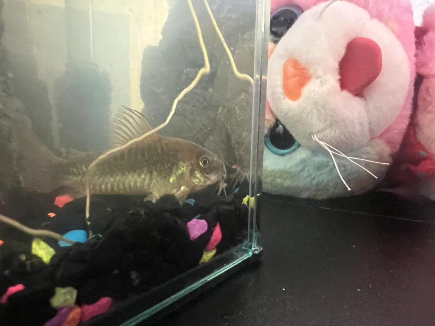 Aquarium Fish Tank with Filter and Thermometer - photo 2