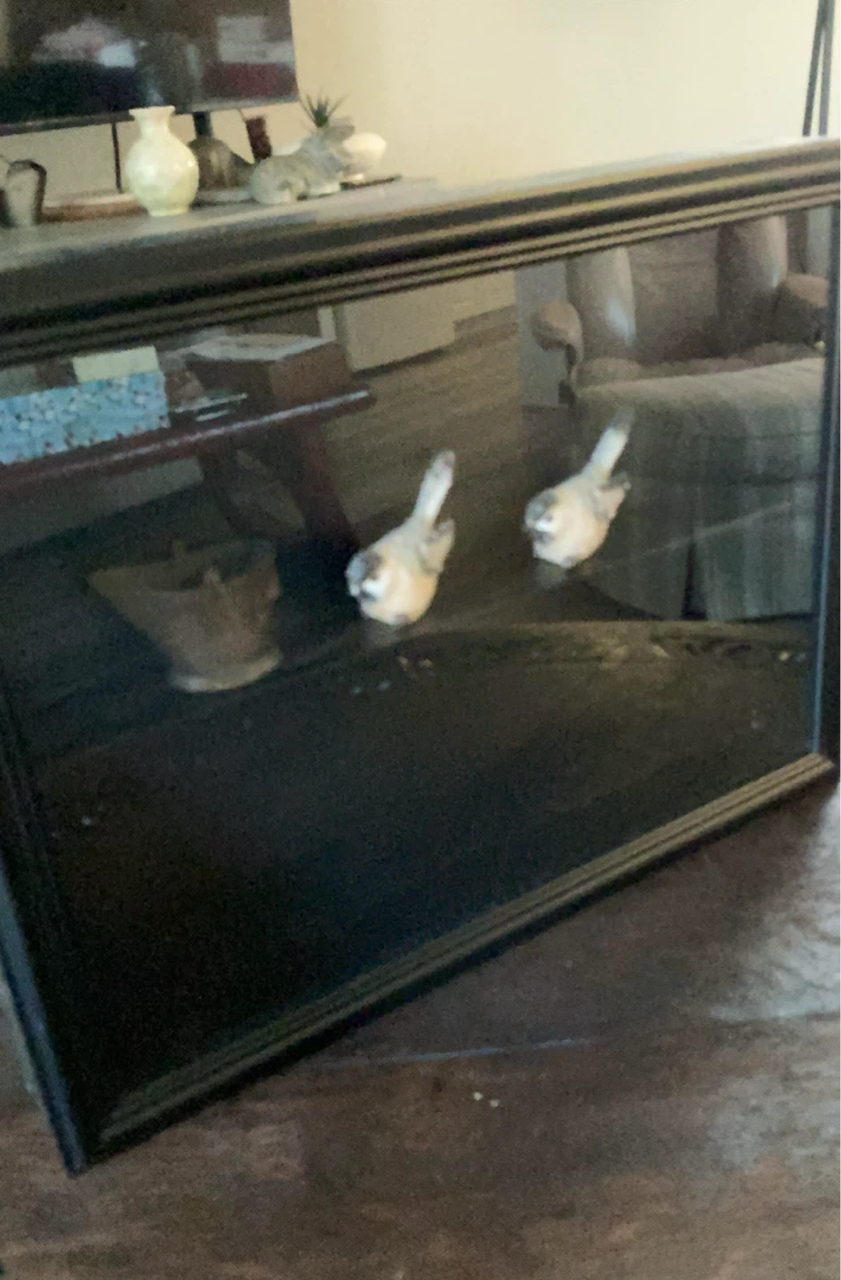 Black Shadow Box Display Case
