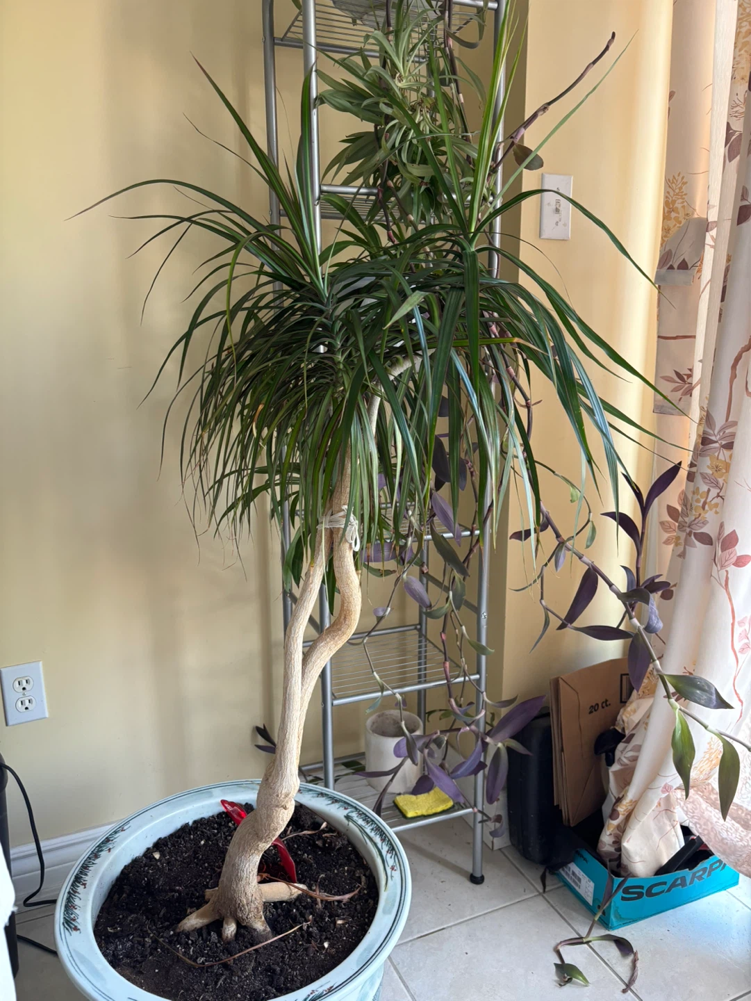 Dragon Tree Plant and decorated pot