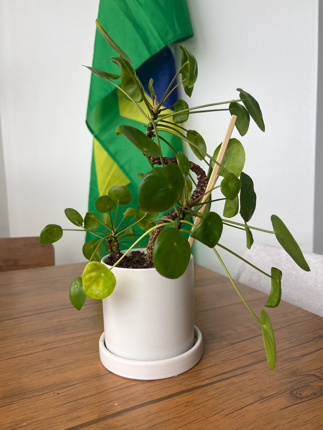 Pilea Peperomioides Plant in White Pot