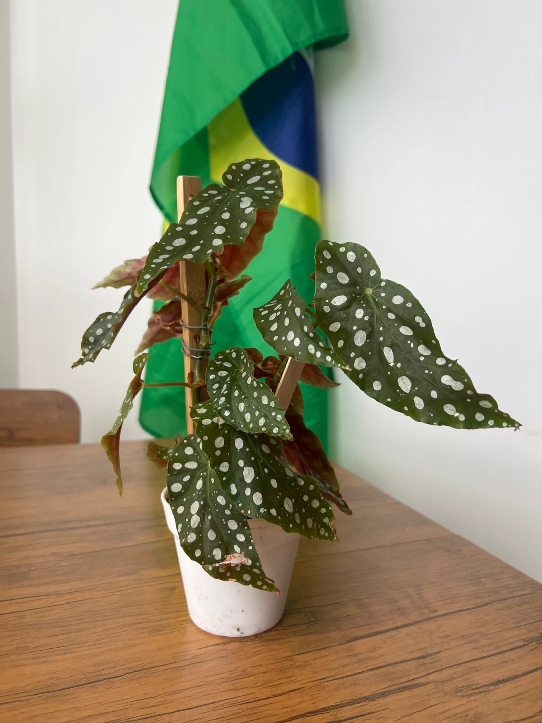Begonia Maculata Plant - photo 2