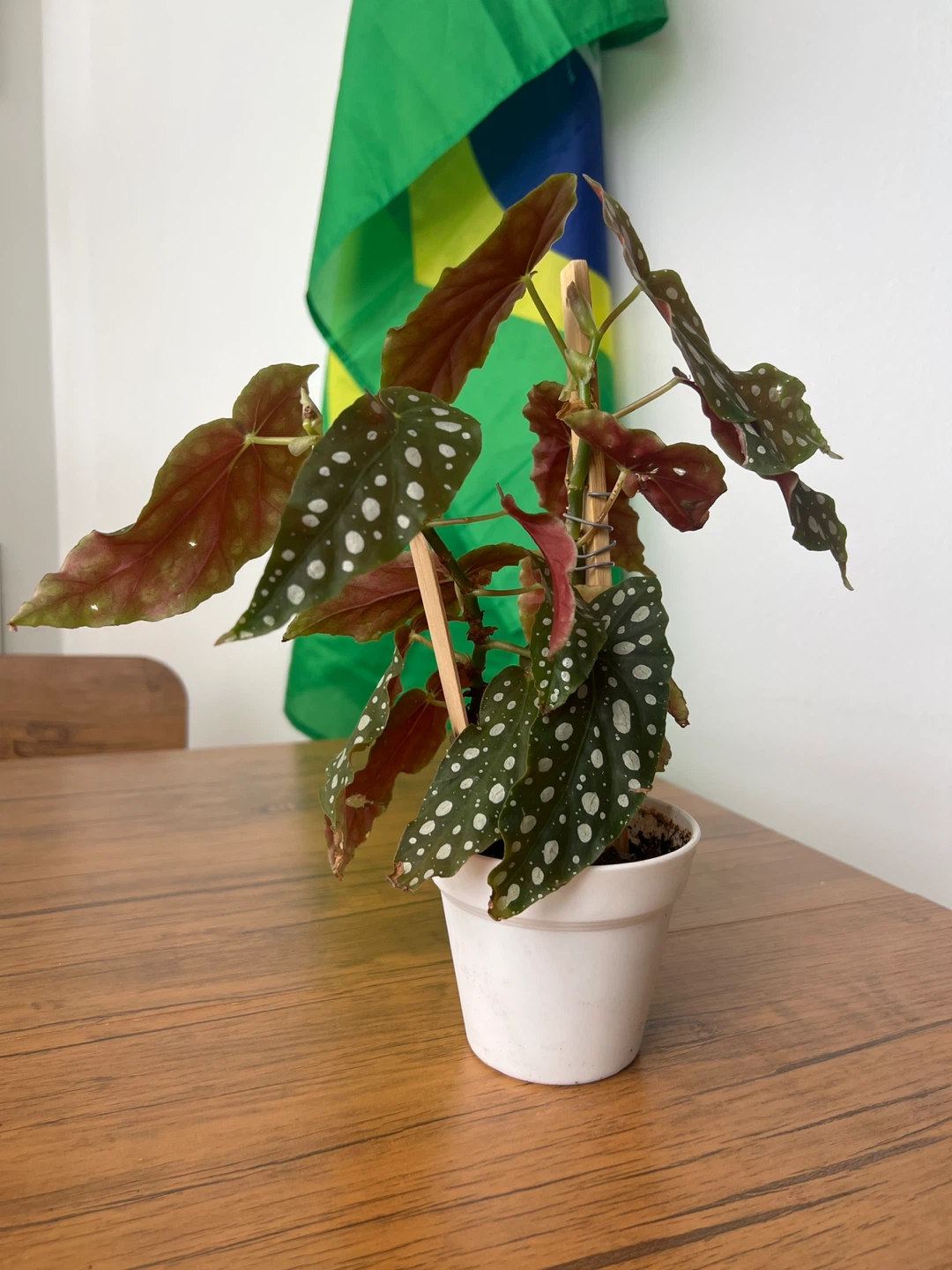 Begonia Maculata Plant