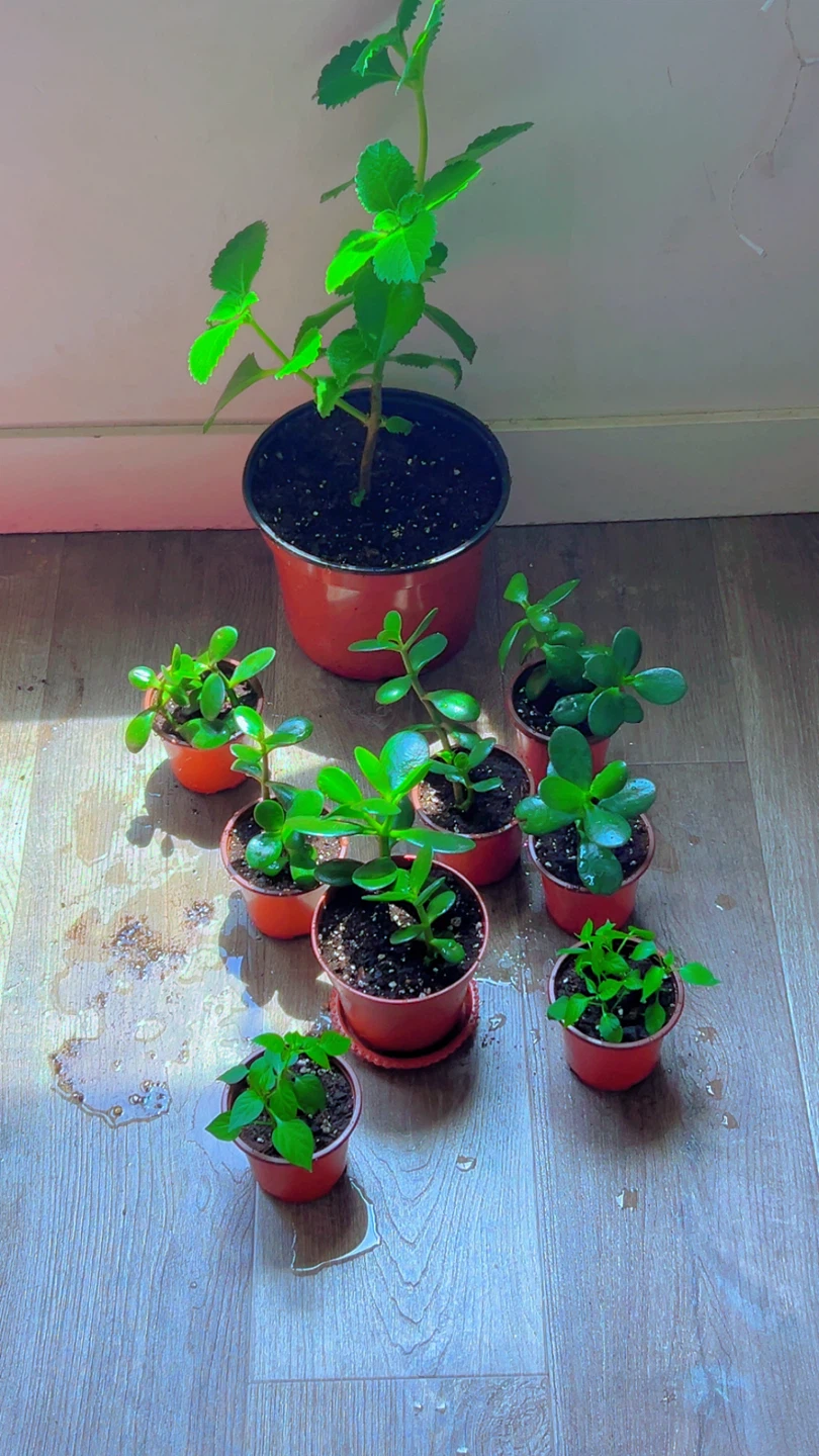 Assorted Potted Plants: Jade & Mint