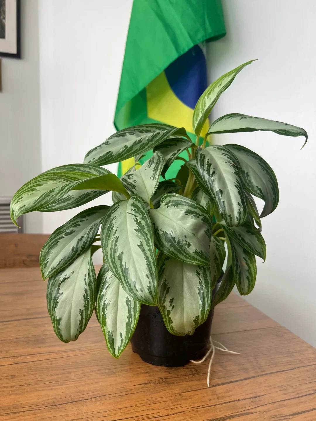Aglaonema Silver Bay Plant