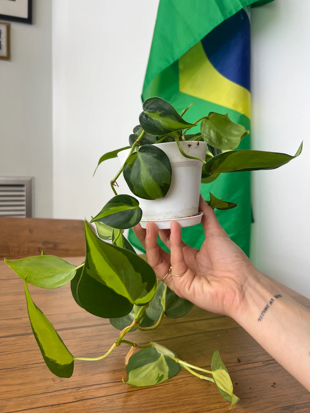 Philodendron Brasil Houseplant - photo 2