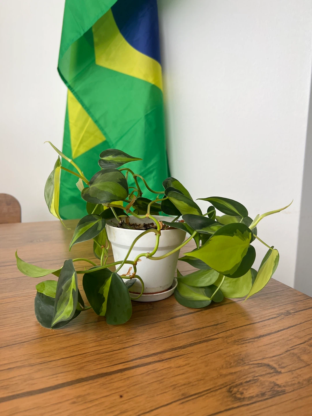 Philodendron Brasil Houseplant
