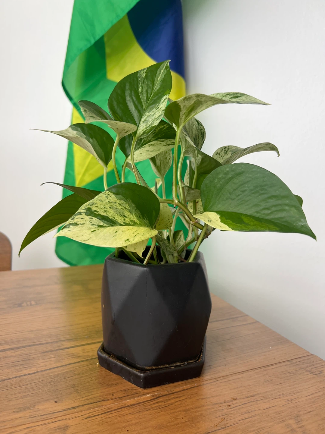 Marble Queen Pothos Plant