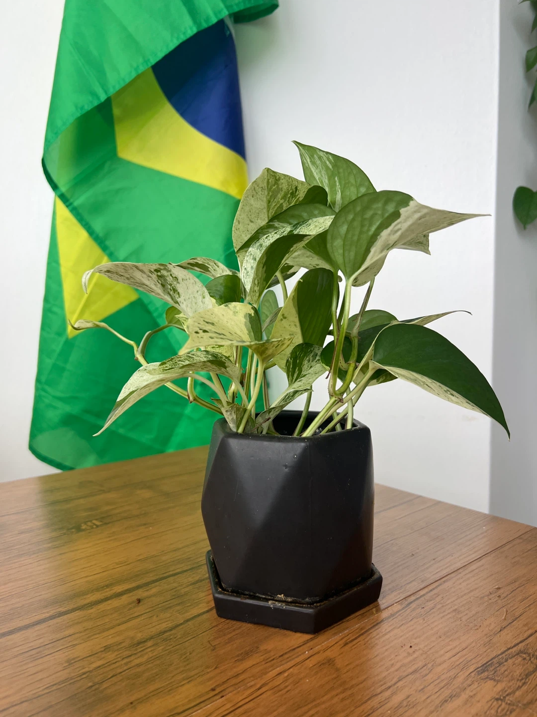 Marble Queen Pothos Plant - photo 3