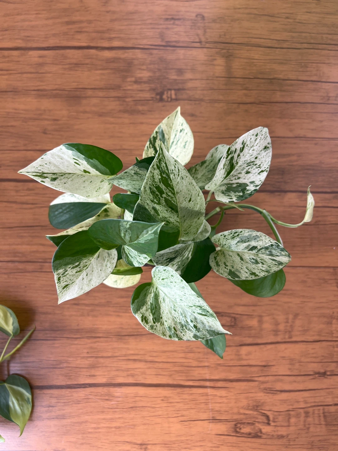 Marble Queen Pothos Plant - photo 2