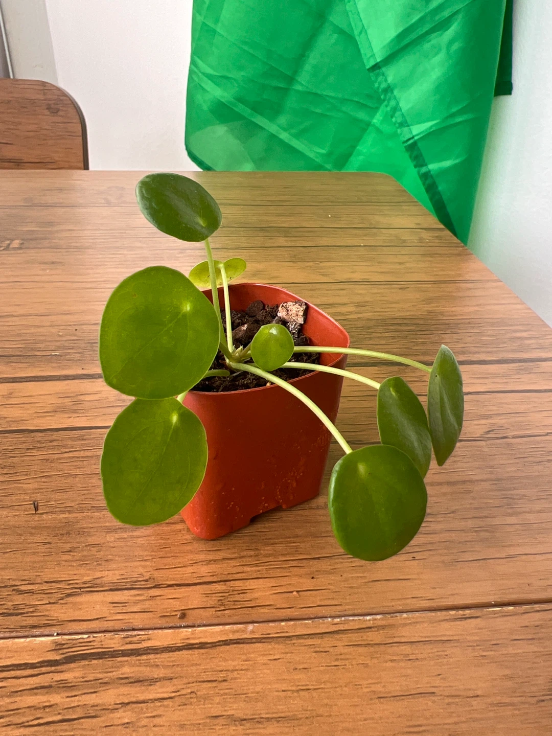 Pilea Peperomioides Plant