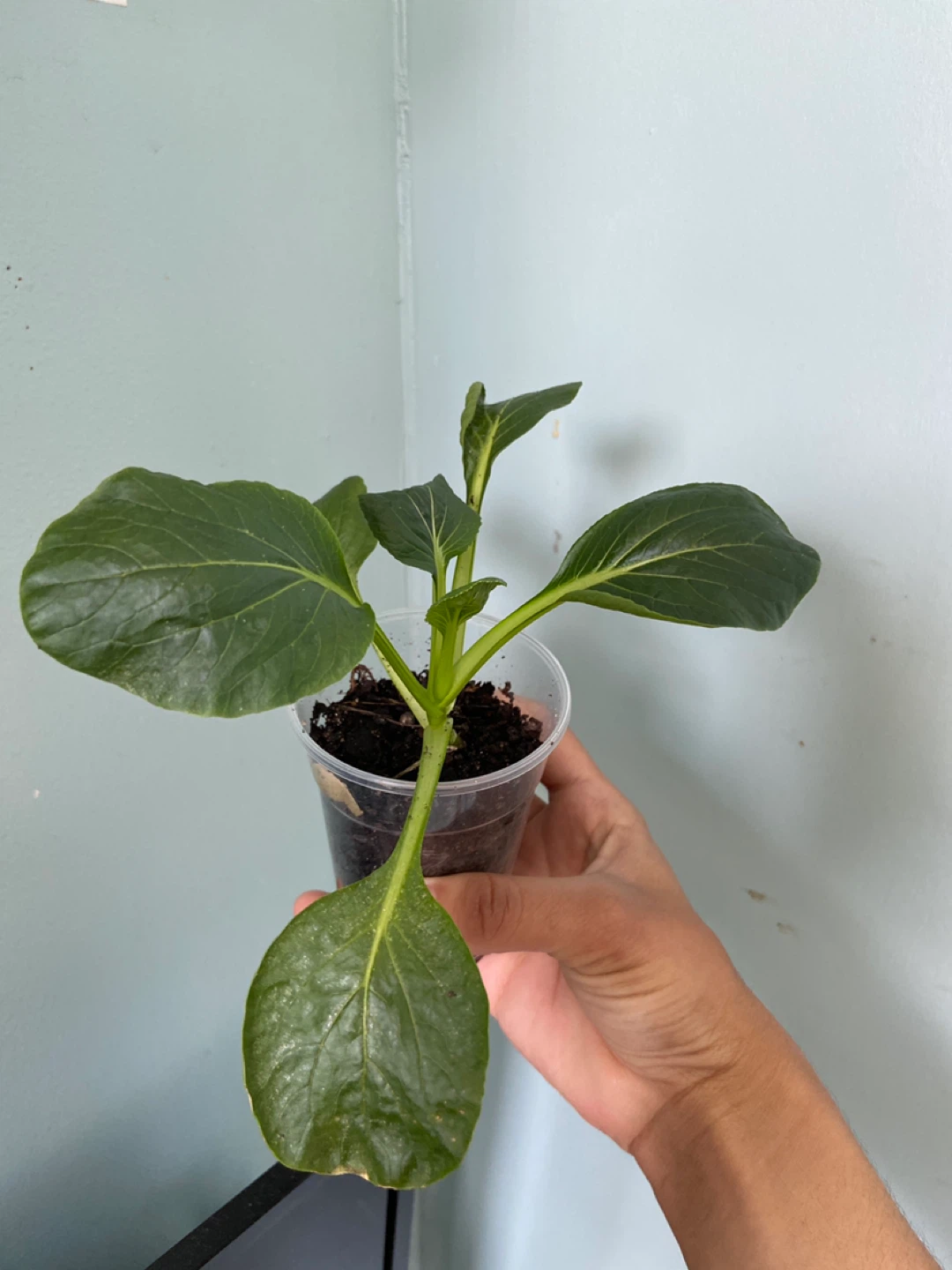 Mustard tendergreen plant 🪴 - photo 5