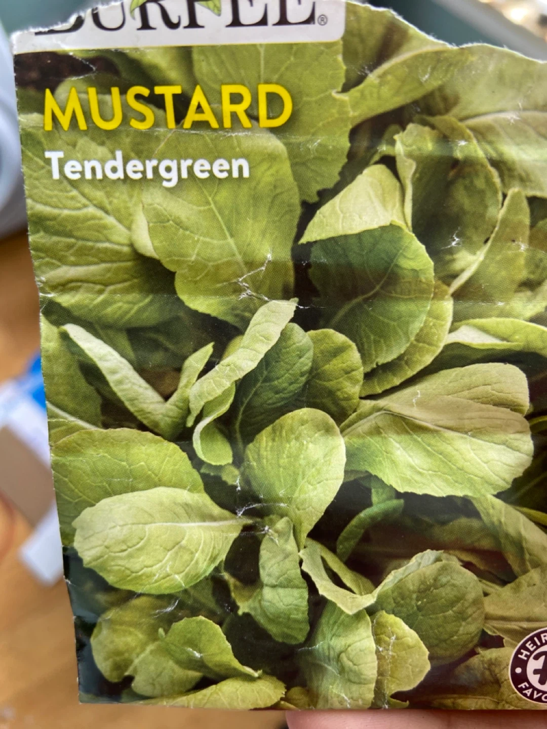 Mustard tendergreen plant 🪴 - photo 3