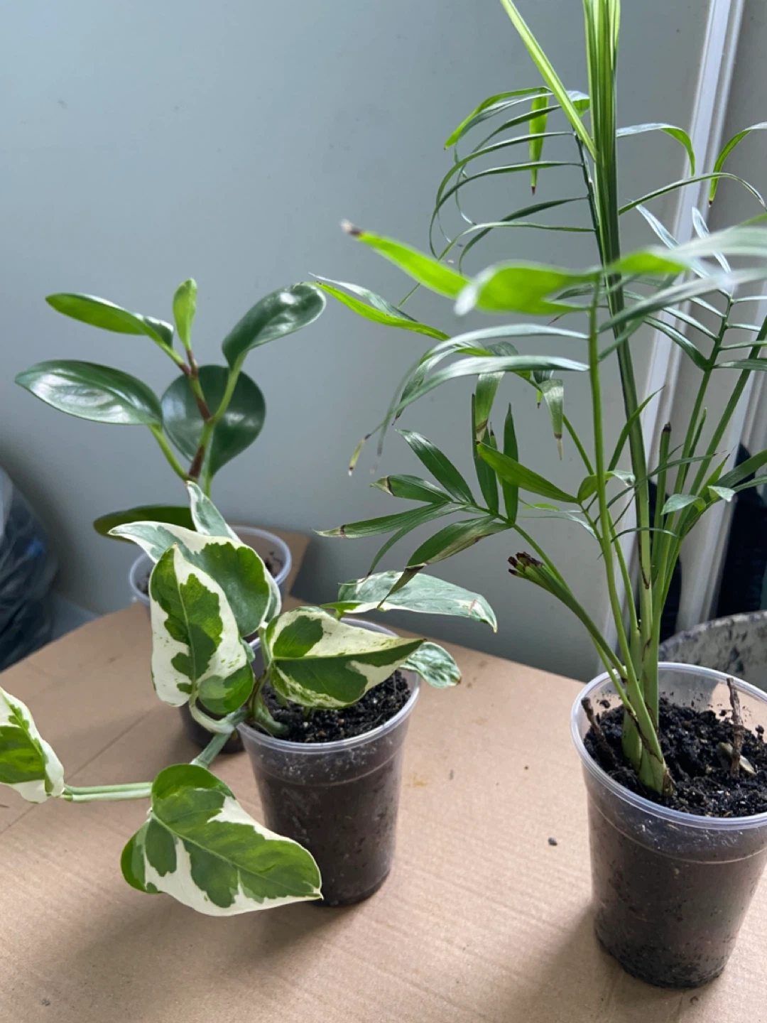 Assorted Potted Plants (3)