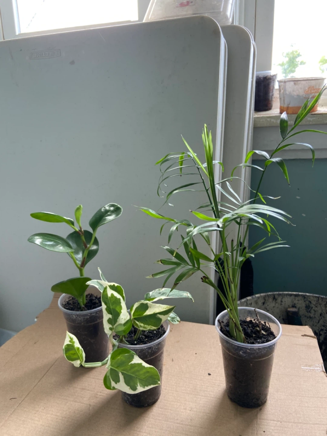 Assorted Potted Plants (3) - photo 3