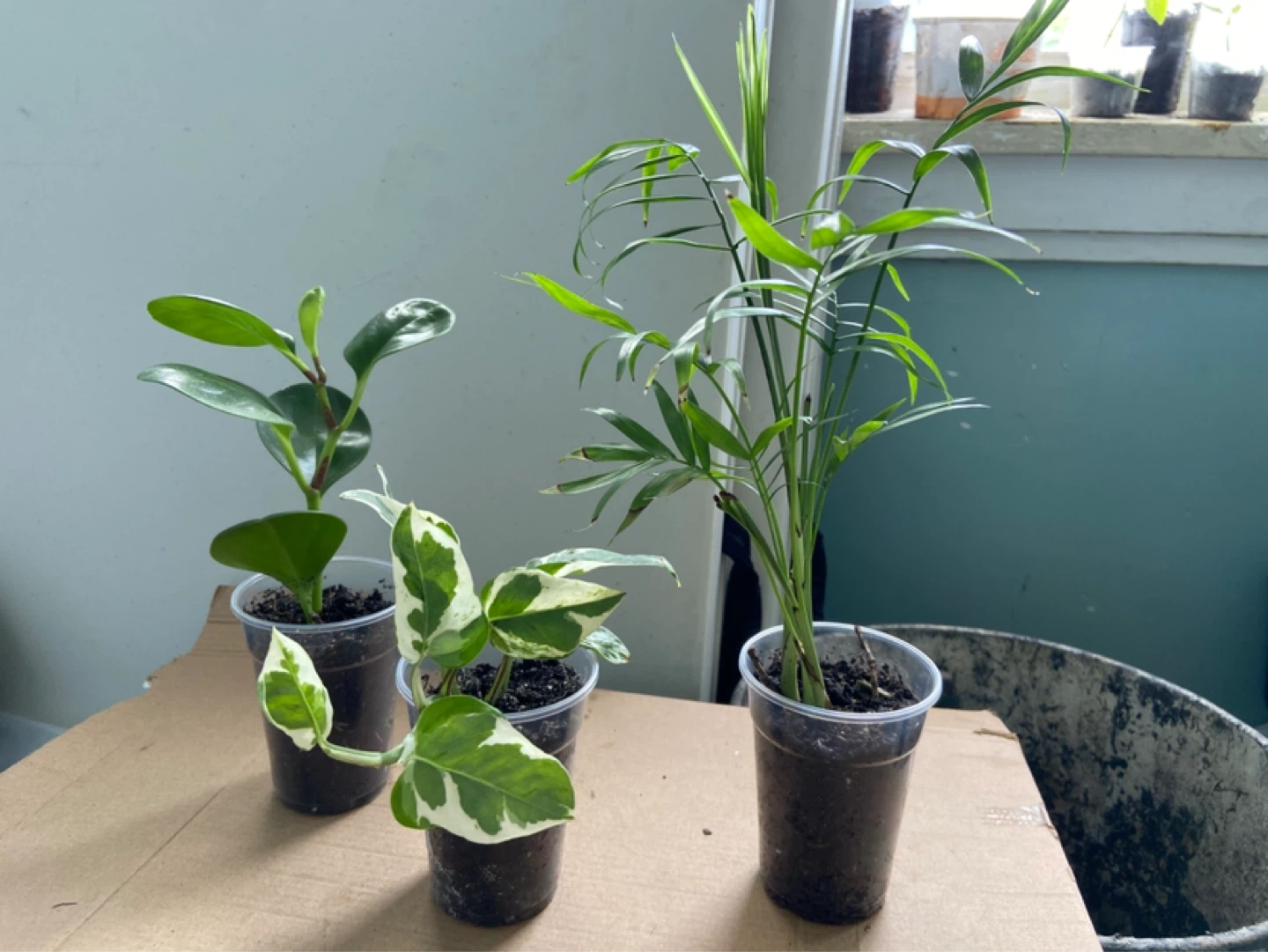 Assorted Potted Plants (3) - photo 2