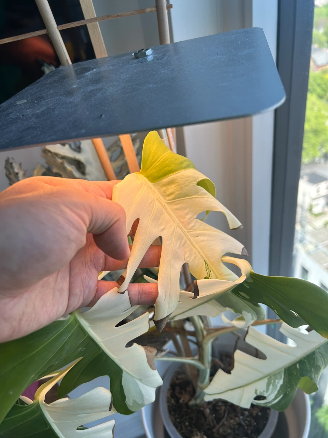 Monstera Albo Variegata Plant - photo 2