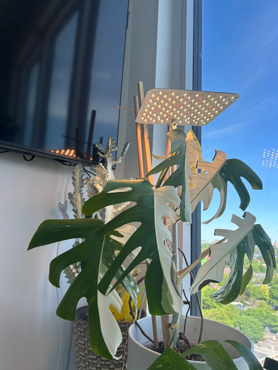 Monstera Albo Variegata Plant