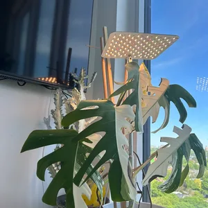 Monstera Albo Variegata Plant