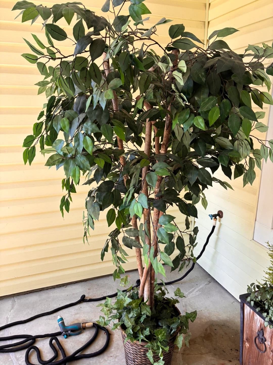 Artificial Ficus Tree with Ivy Base - photo 2