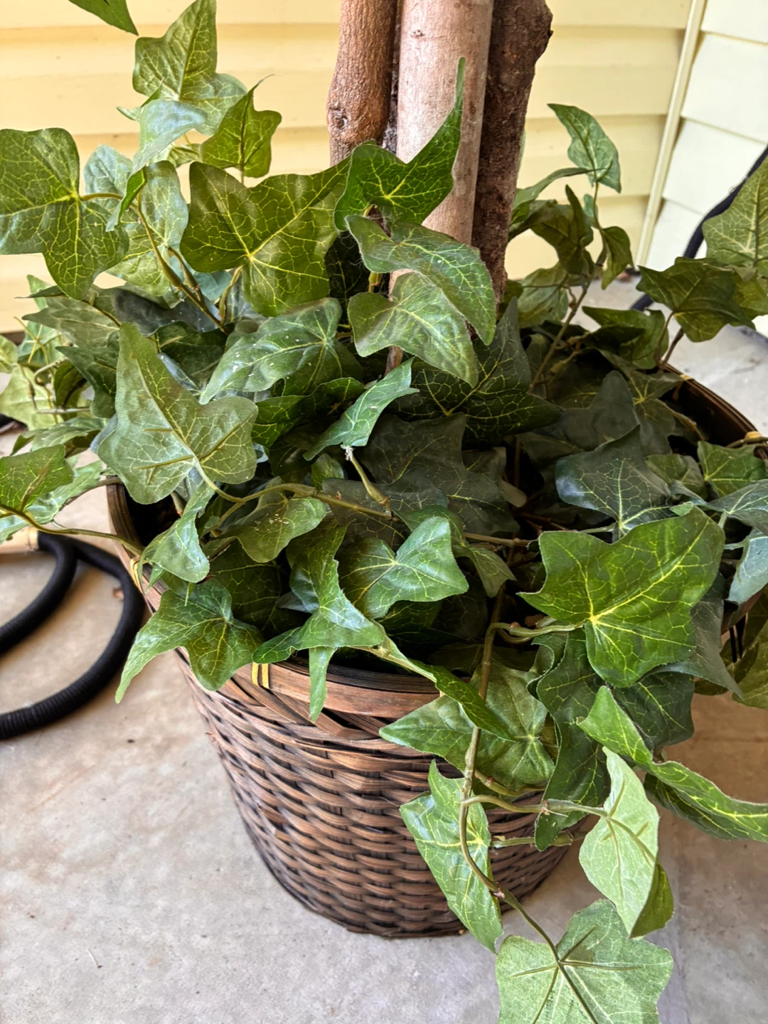 Artificial Ficus Tree with Ivy Base - photo 5