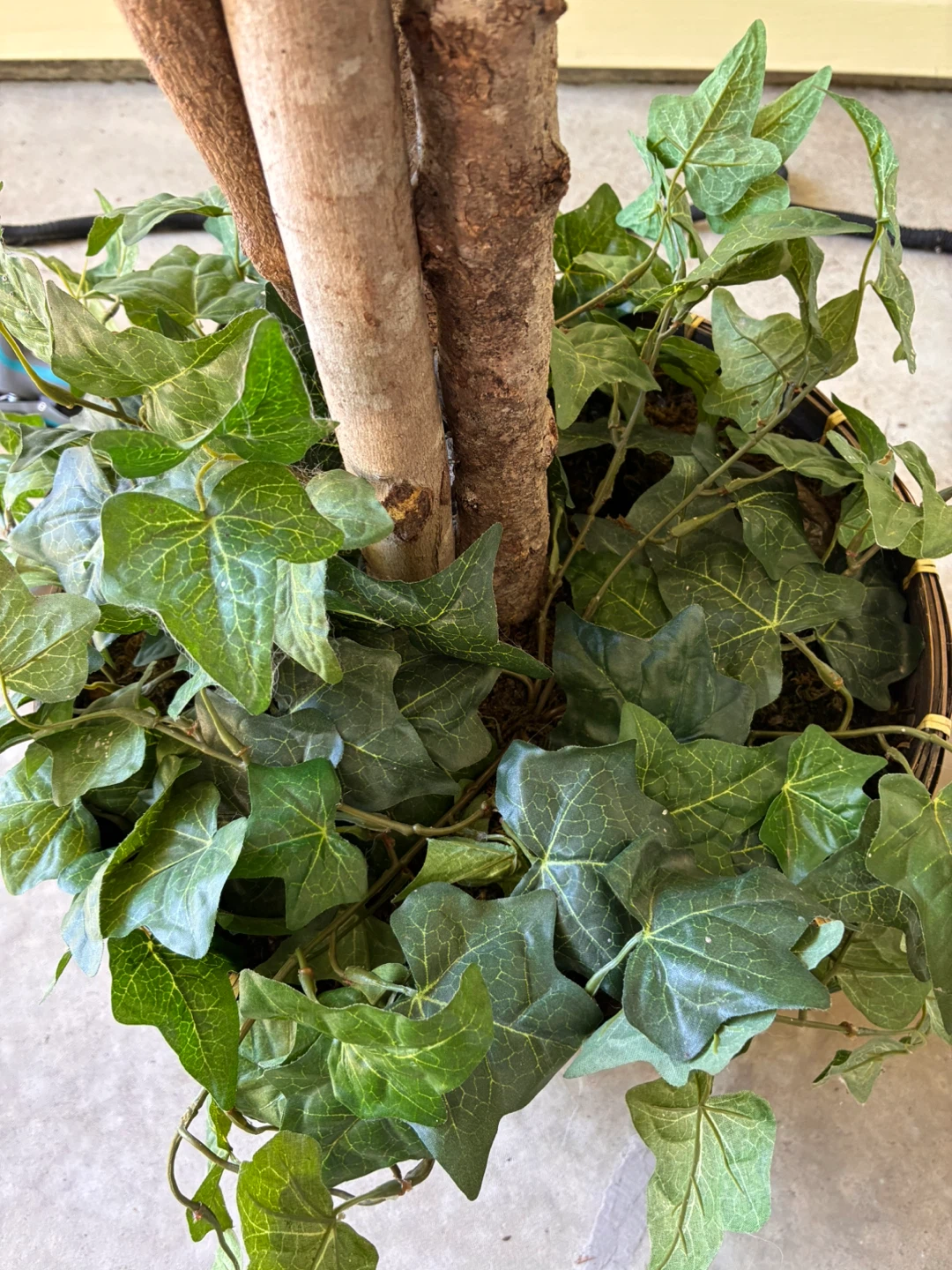 Artificial Ficus Tree with Ivy Base - photo 3