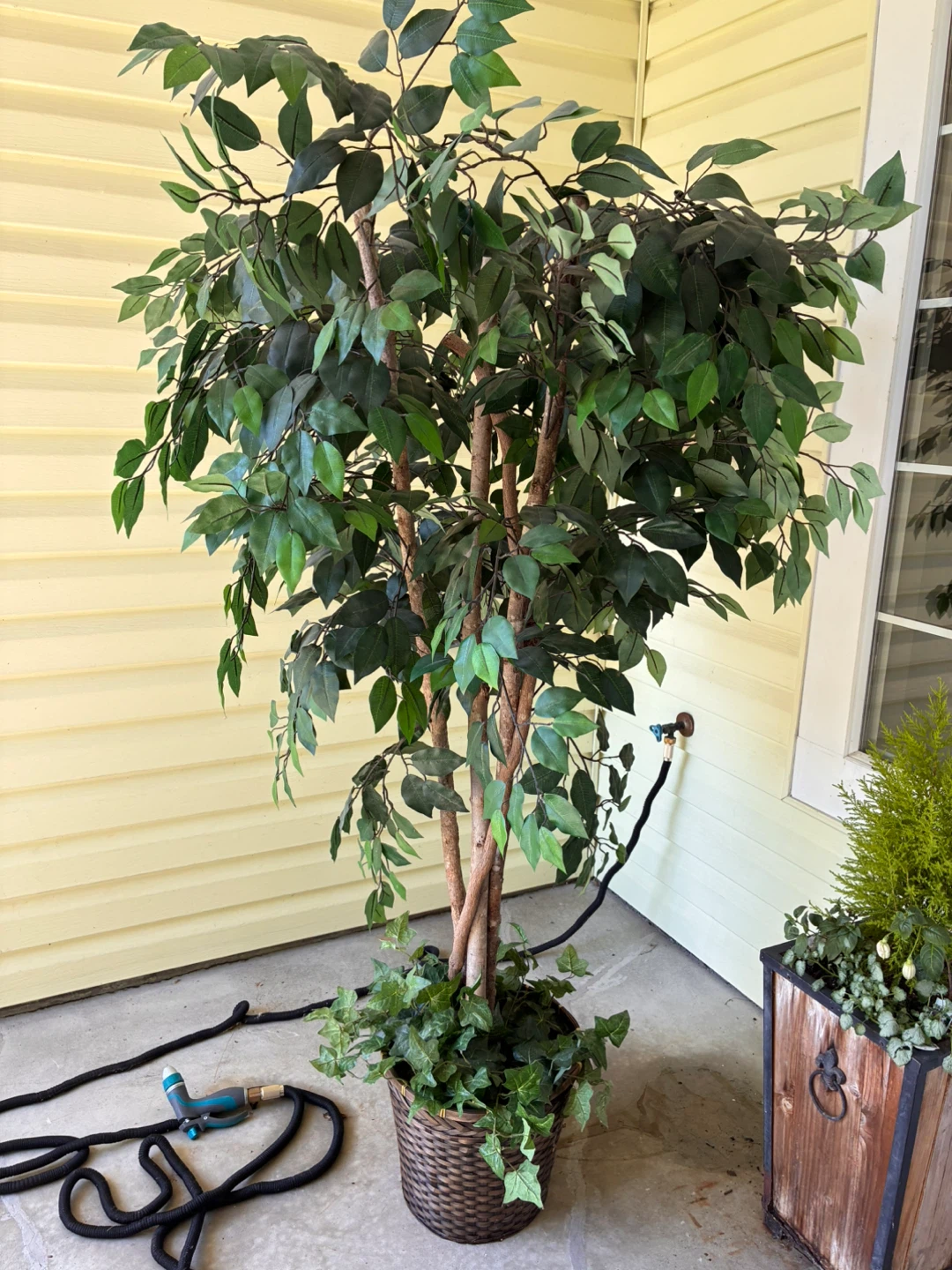 Artificial Ficus Tree with Ivy Base