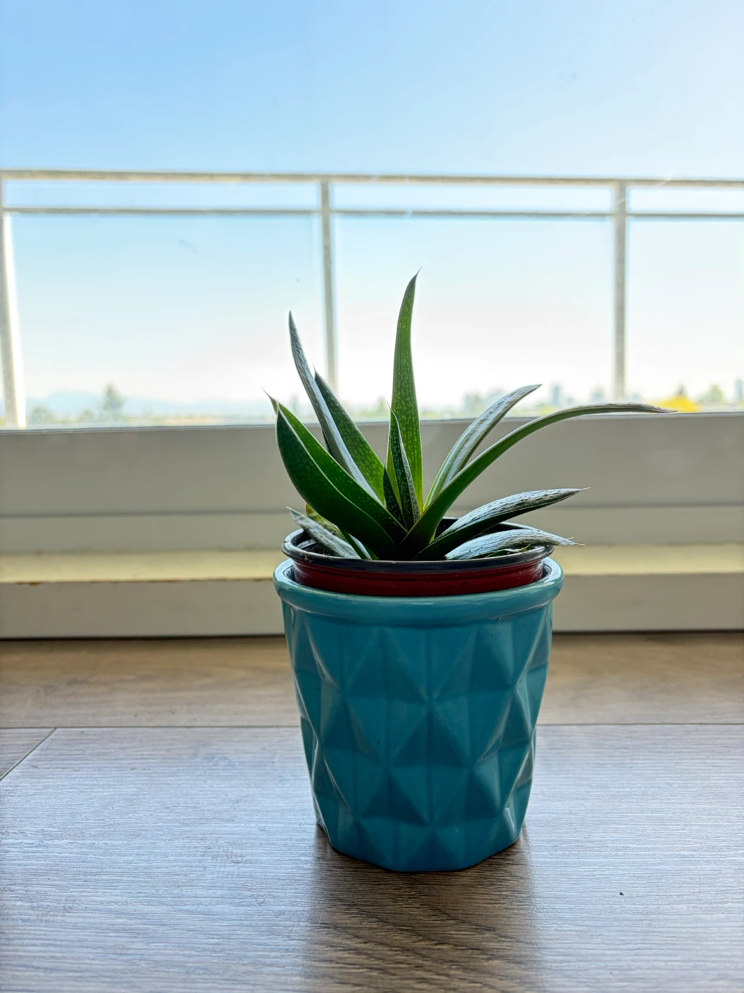 Succulent Plant in Blue Decorative Pot - photo 2