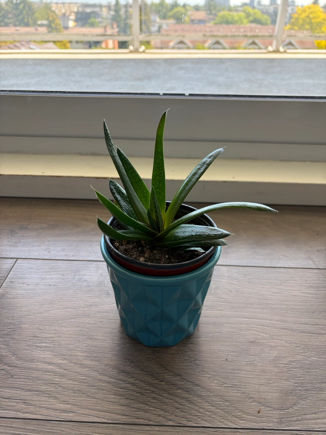 Succulent Plant in Blue Decorative Pot - photo 3