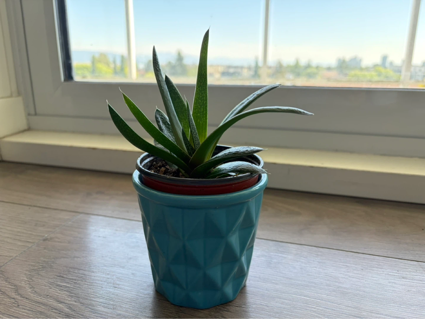 Succulent Plant in Blue Decorative Pot