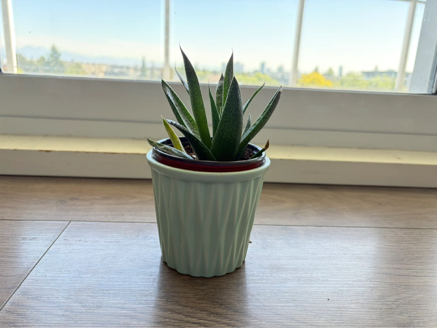 Succulent Plant in Potted Holder