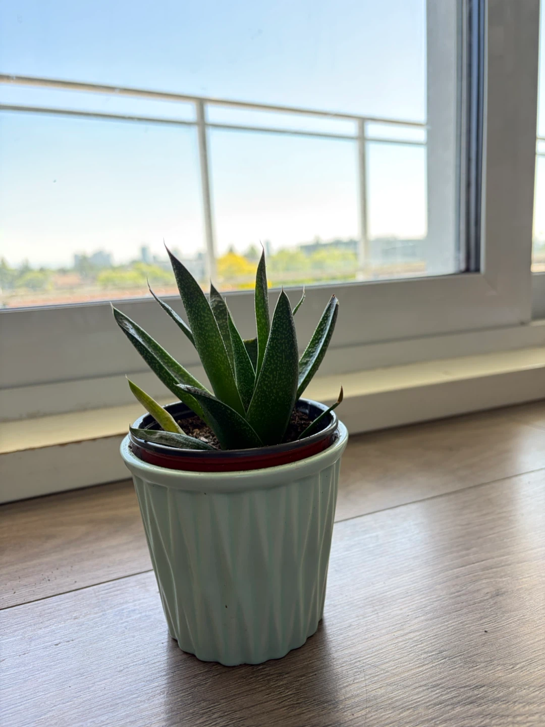Succulent Plant in Potted Holder - photo 3