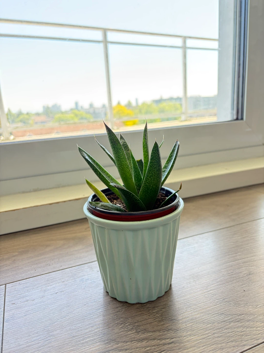 Succulent Plant in Potted Holder - photo 2