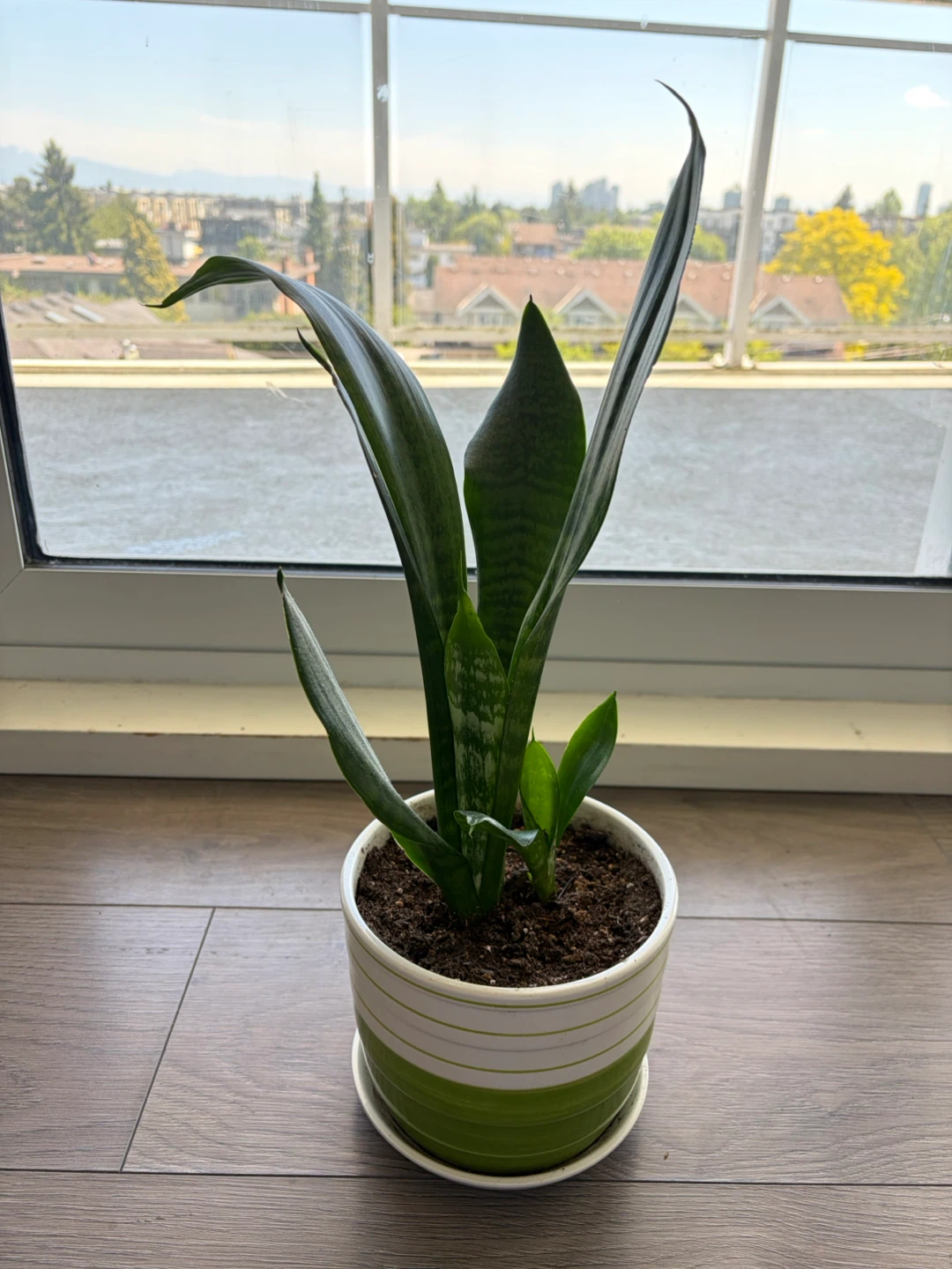 Snake Plant in Decorative Pot - photo 2