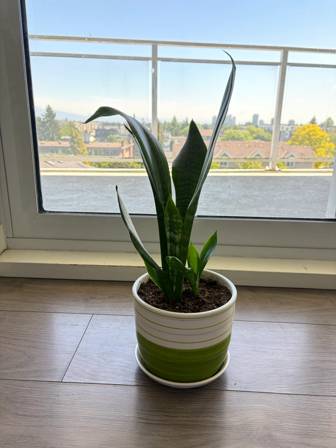 Snake Plant in Decorative Pot - photo 3