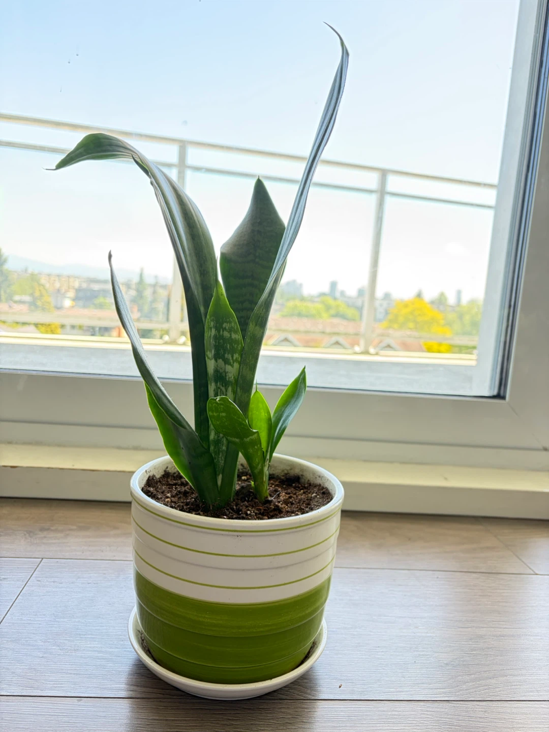Snake Plant in Decorative Pot