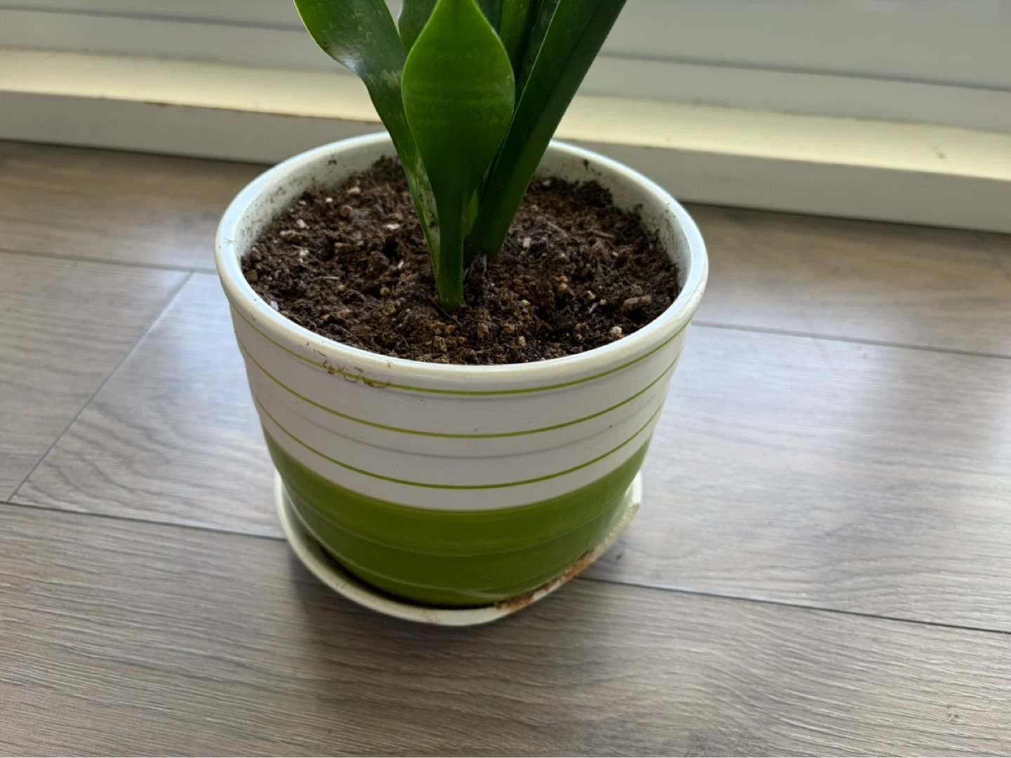 Snake Plant in Decorative Pot - photo 4