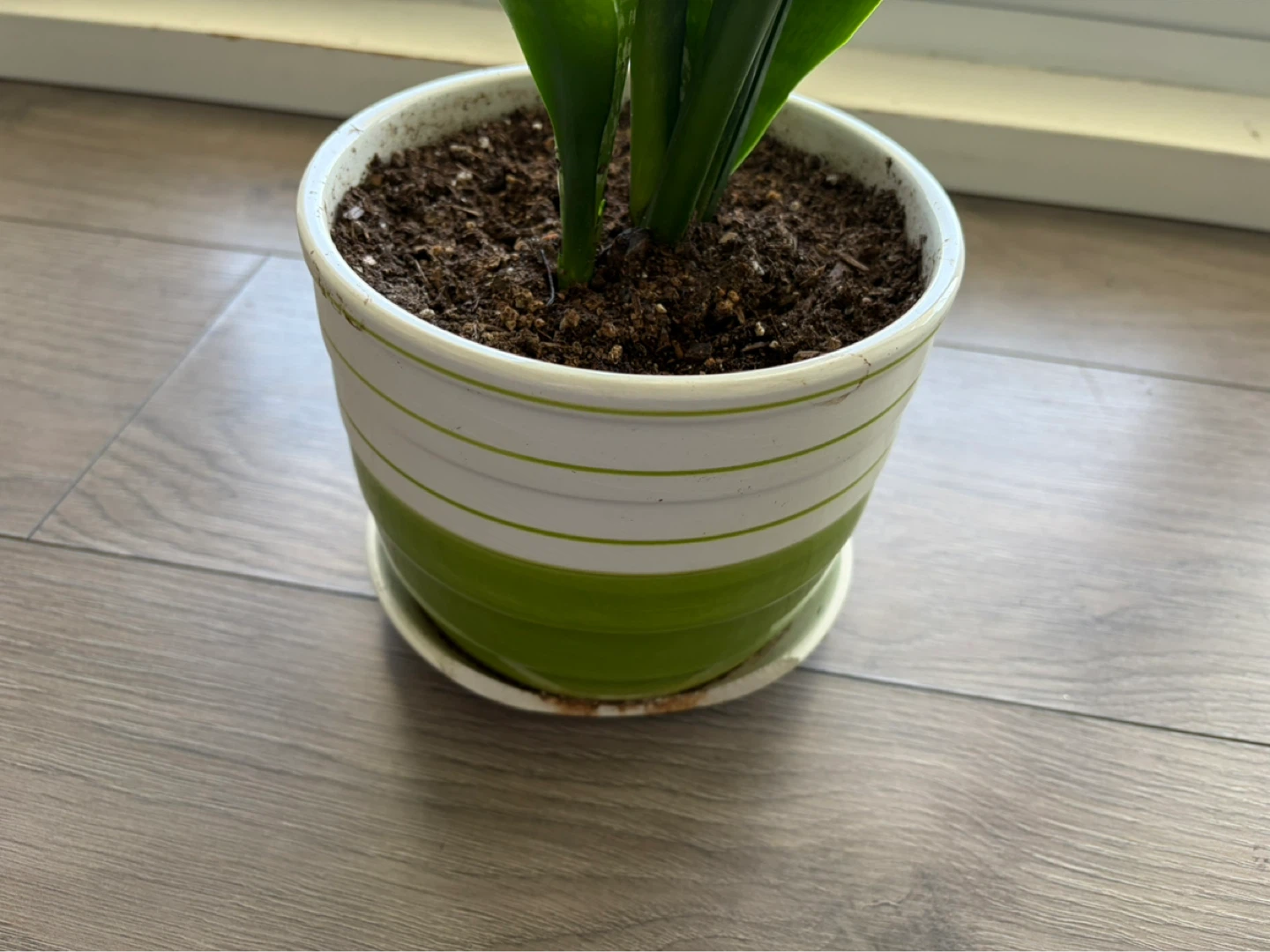 Snake Plant in Decorative Pot - photo 5