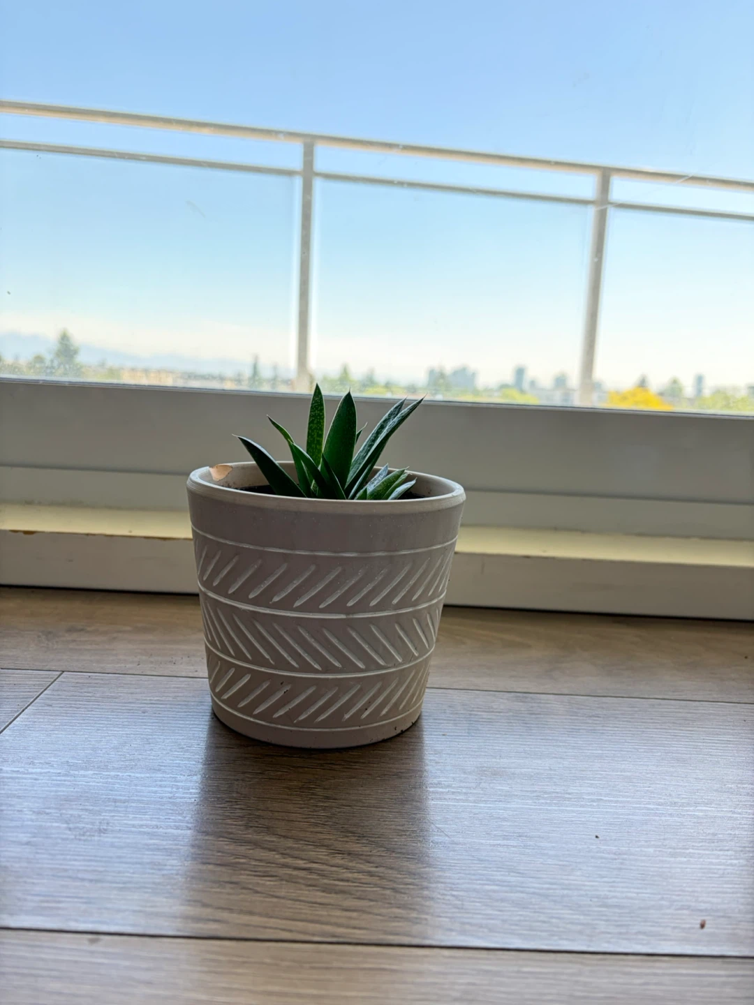 Small Succulent in Decorative Pot