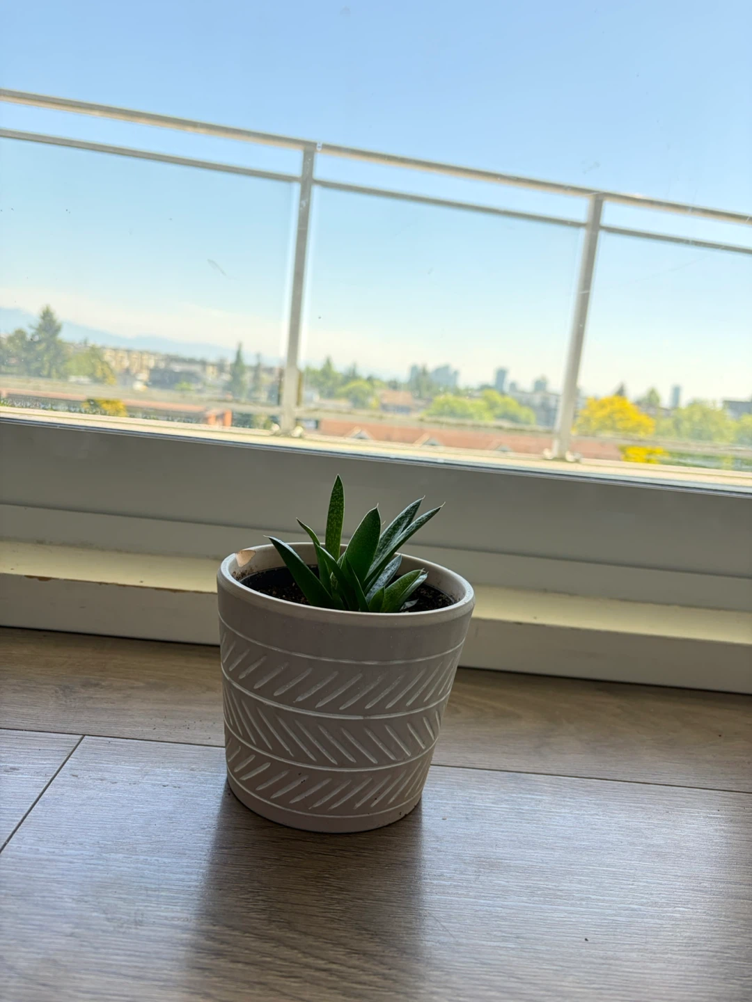 Small Succulent in Decorative Pot - photo 3