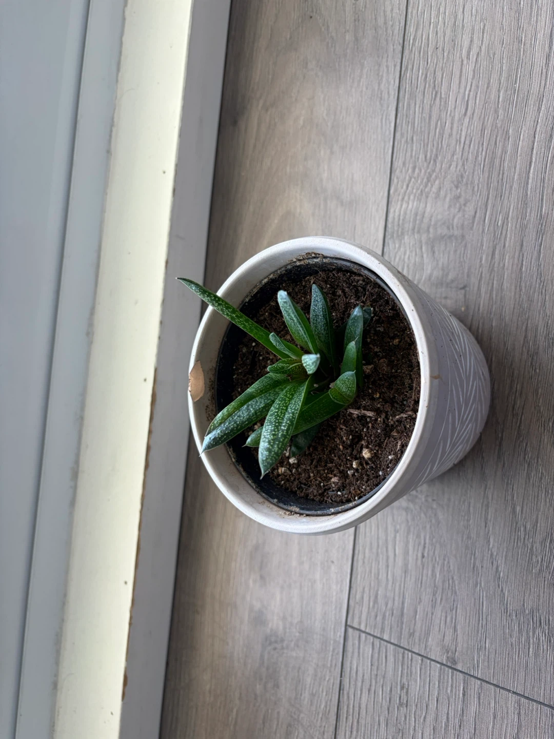 Small Succulent in Decorative Pot - photo 2