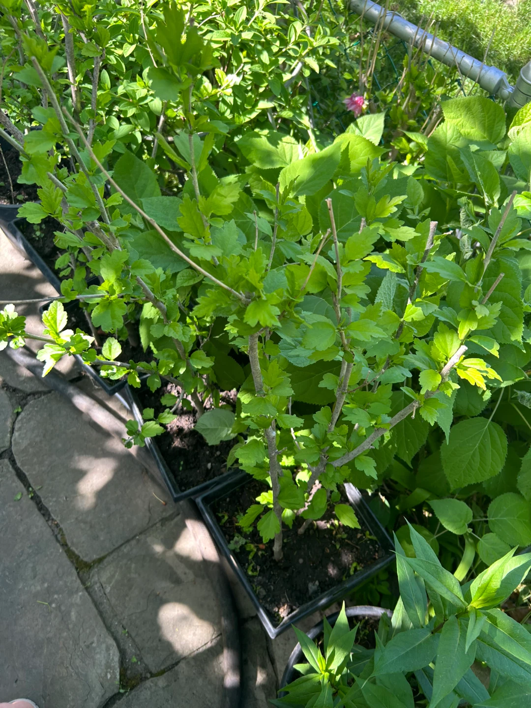 $10 Each Assorted Big and Small Garden Plants - photo 2