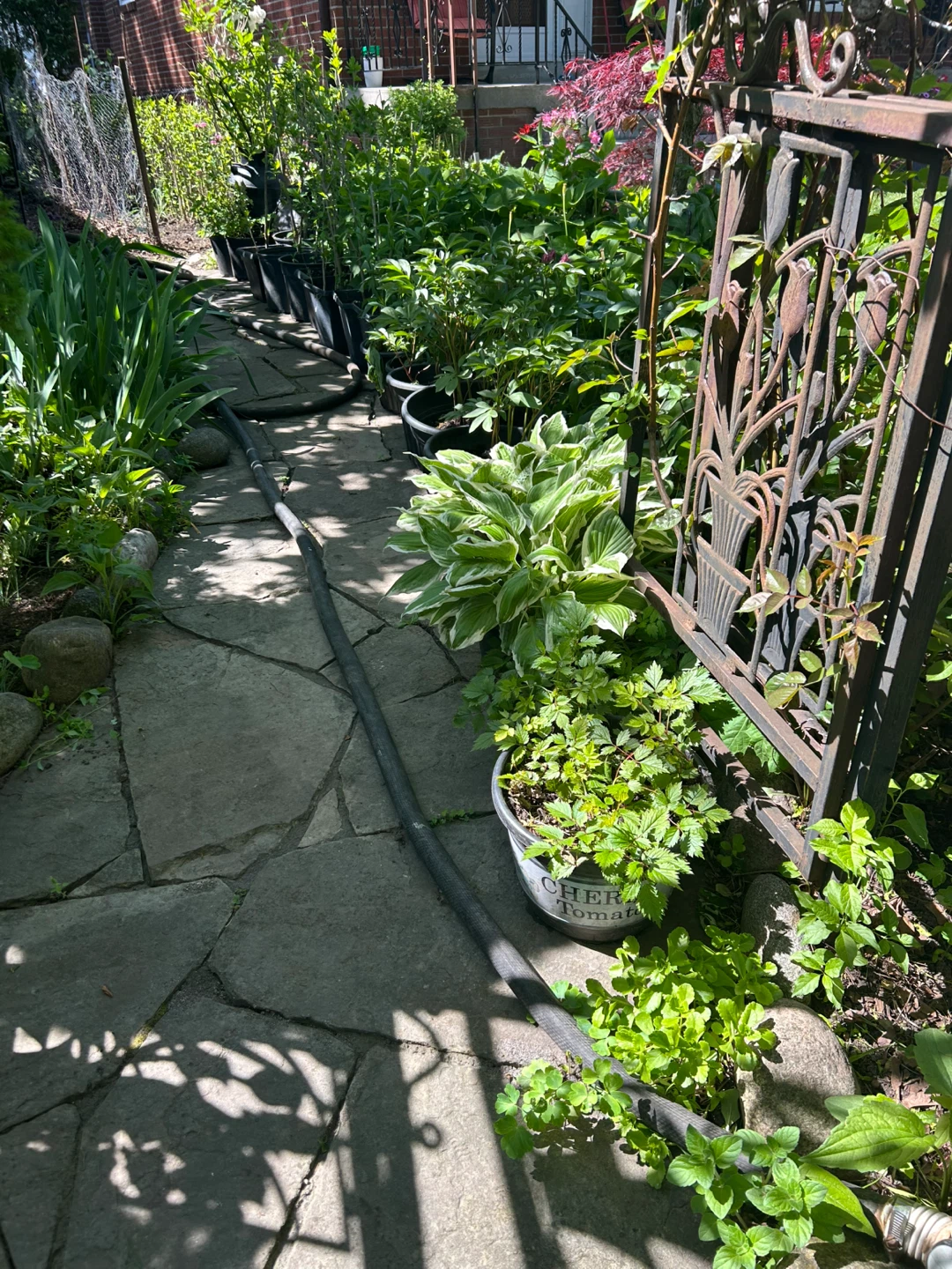$10 Each Assorted Big and Small Garden Plants - photo 4
