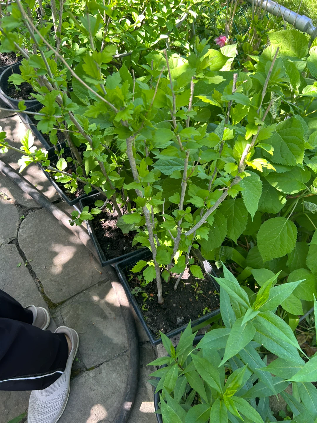$10 Each Assorted Big and Small Garden Plants - photo 3