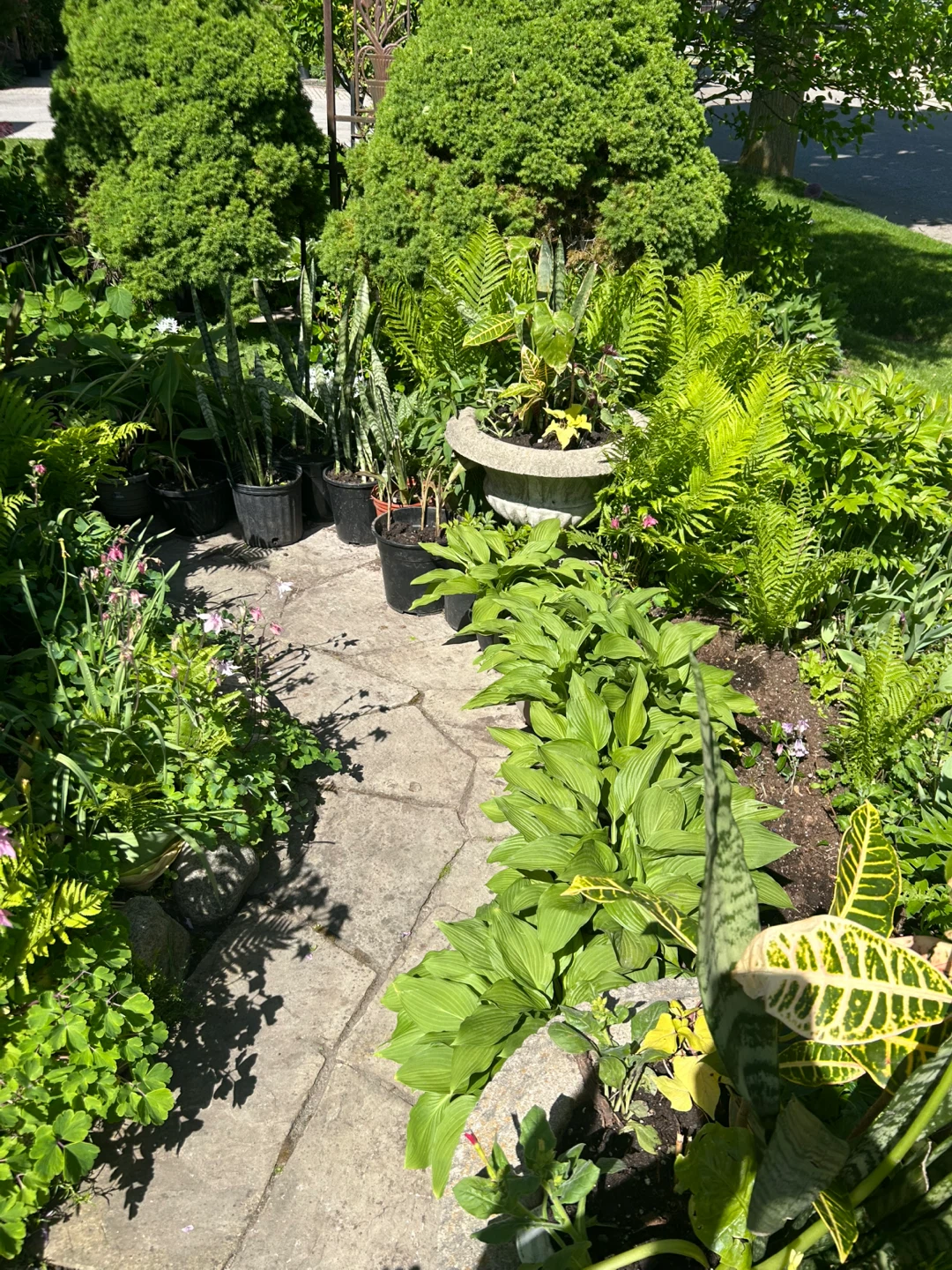 $10 Each Assorted Big and Small Garden Plants