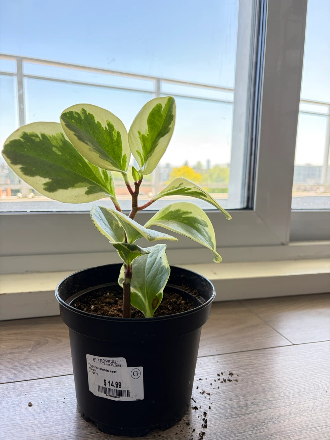 Variegated Peperomia Obtusifolia Plant - photo 2