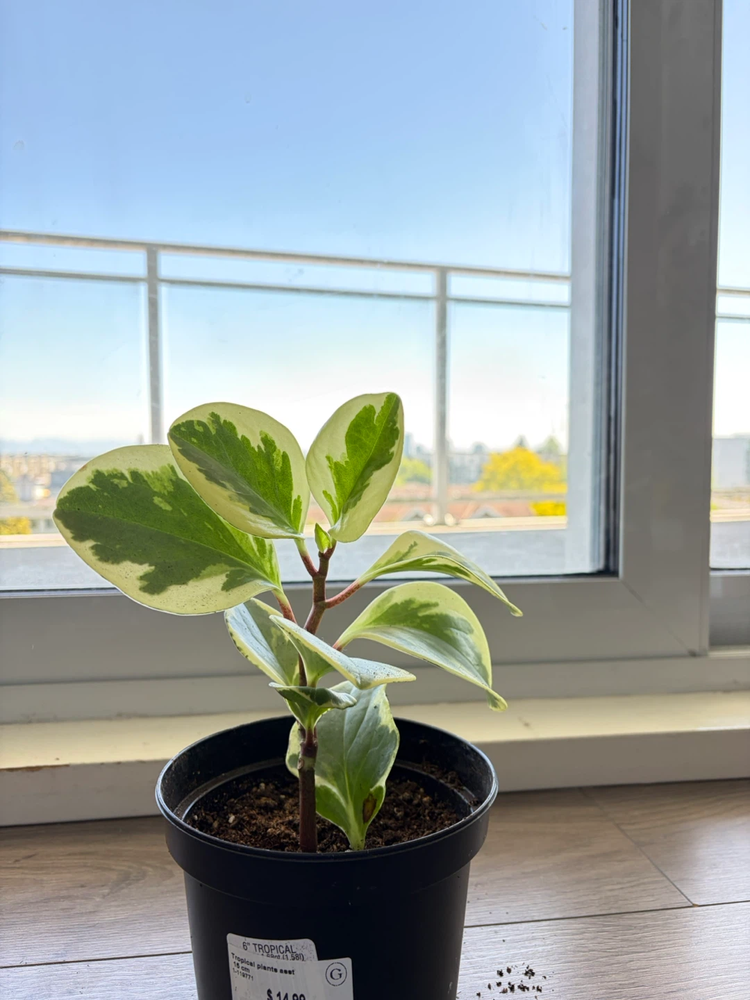 Variegated Peperomia Obtusifolia Plant - photo 3