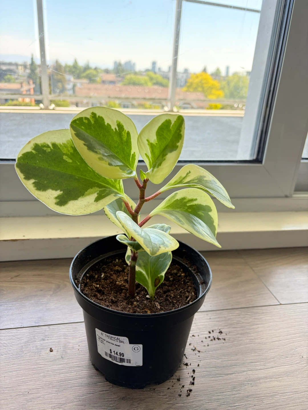 Variegated Peperomia Obtusifolia Plant